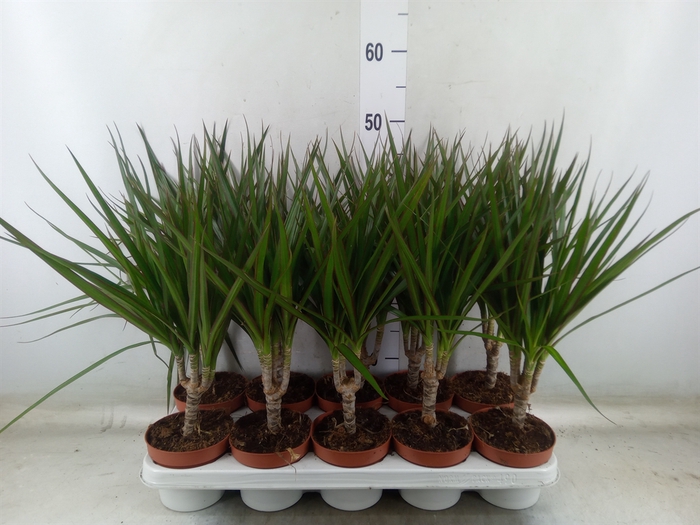 <h4>Dracaena marg.</h4>