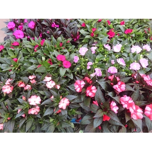 IMPAT NG MIXK 4 KL