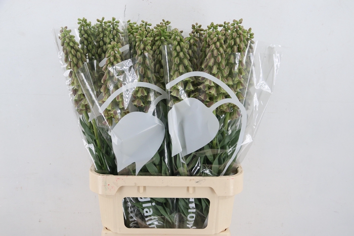 <h4>FRIT MAGIC BELLS 090CM</h4>