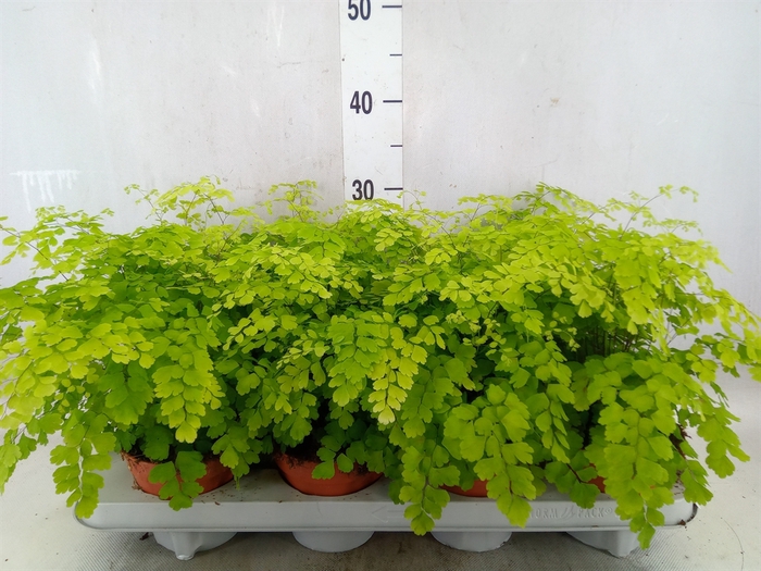 <h4>Adiantum raddi. 'Fragrans'</h4>