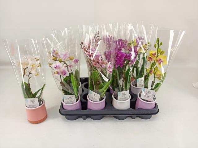 <h4>PHAL MINI</h4>