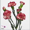 Dianthus Sp Minuetto