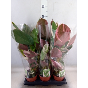 Calathea   ...