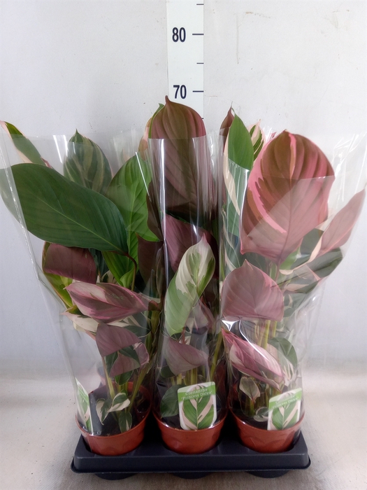 <h4>Calathea   ...</h4>