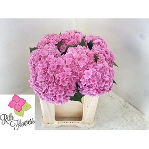 Hydrangea royal pink highness