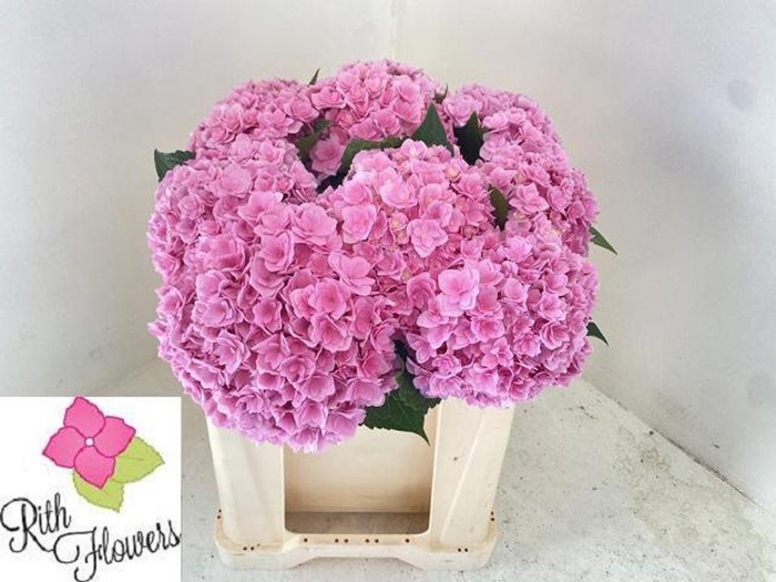 <h4>Hydrangea royal pink highness</h4>