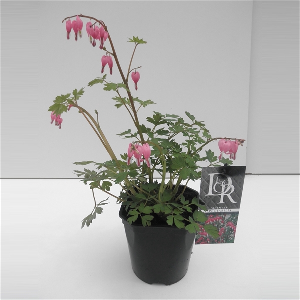 <h4>Dicentra spectabilis</h4>