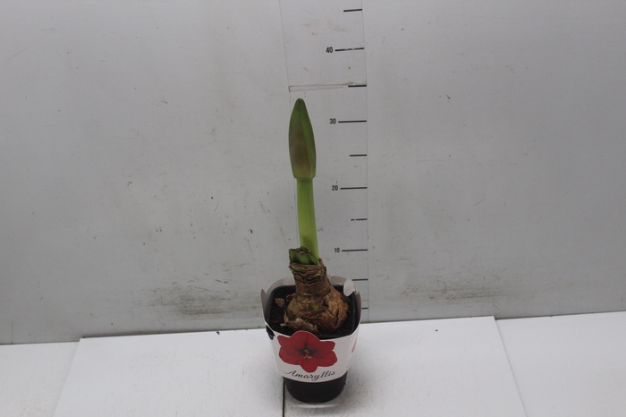 <h4>AMARYLLIS P14 VERMELHO</h4>