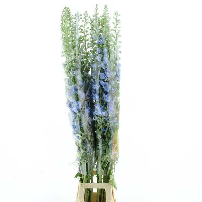 <h4>DELPH DU AUR L BLUE</h4>