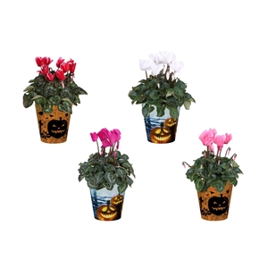 Cyclamen in Smartcup Halloween