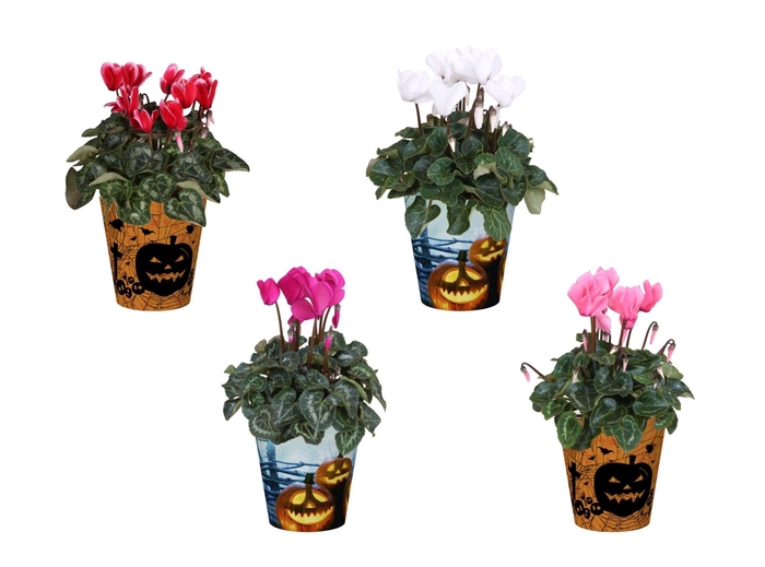 <h4>Cyclamen in Smartcup Halloween</h4>