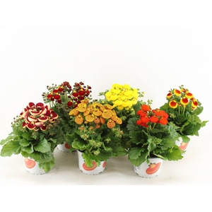 Calceolaria Calynopsis