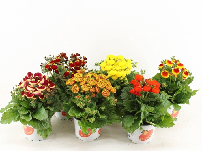 <h4>Calceolaria Calynopsis</h4>
