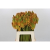 Kniphofia Eycone Peach