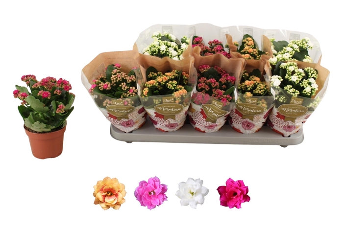 <h4>KAL GE RO GEM 4 KL</h4>