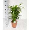 arr8 Dypsis Lutescens