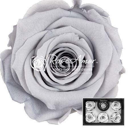 <h4>Pr 1 Gry02 Xl</h4>