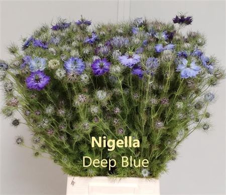 <h4>Nigella D Ov Blauw Bs</h4>
