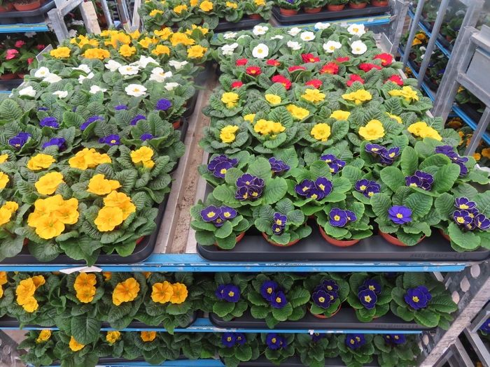 <h4>PRIM AC MIXK</h4>