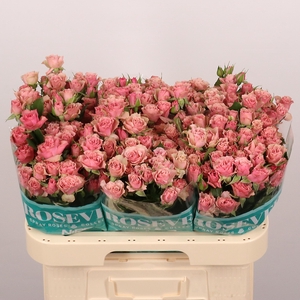 R TR VINTAGE ROSEVER