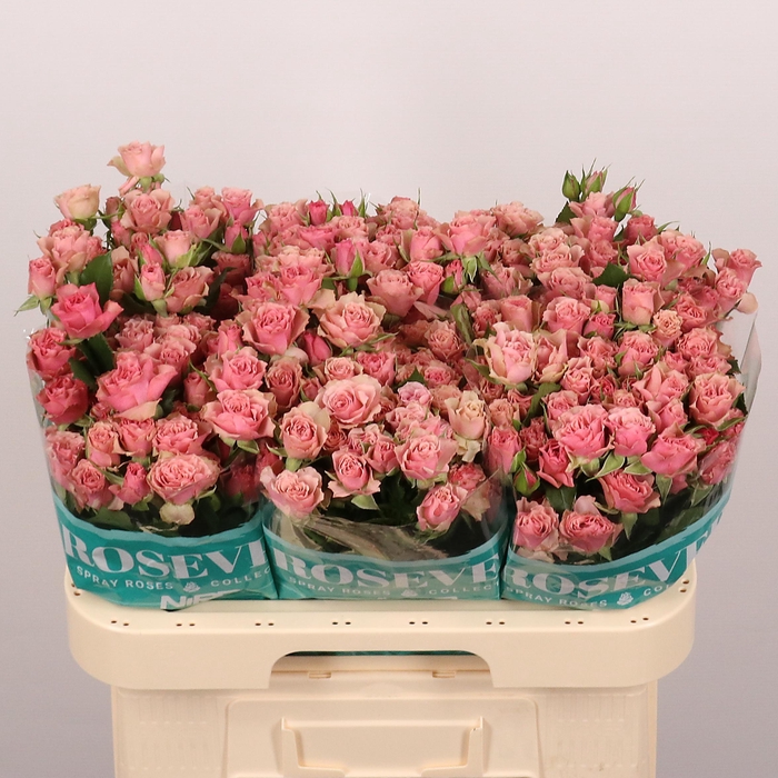 <h4>R TR VINTAGE ROSEVER</h4>