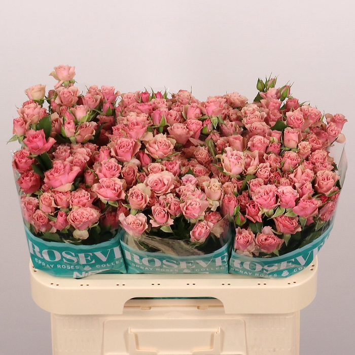 <h4>R TR VINTAGE ROSEVER</h4>