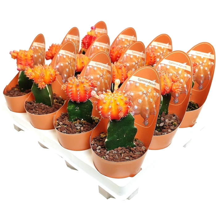 <h4>Gymno Jap Oranje Potcover</h4>