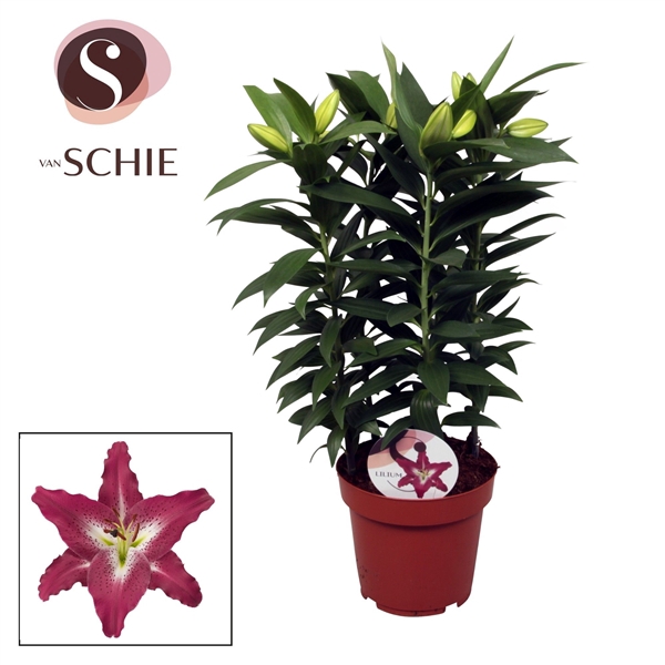 <h4>Lilium Oriental Grp 'Entertainer'</h4>