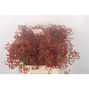 Rosa Fair Jewel Red
