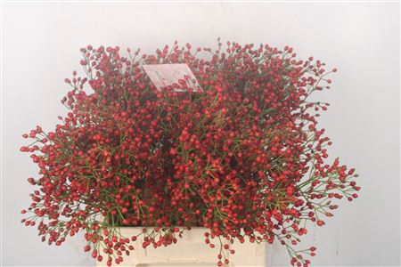 <h4>Rosa Fair Jewel Red</h4>