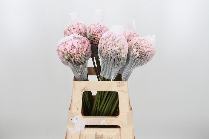 <h4>Agapanthus Kl Bh Erica</h4>