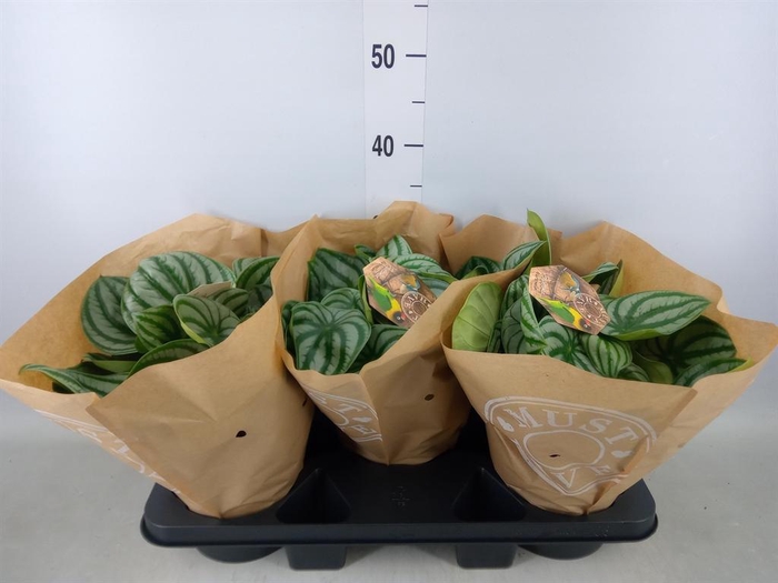 <h4>Peperomia argyreia</h4>