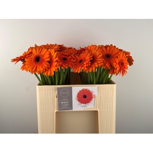 GE MI BISON