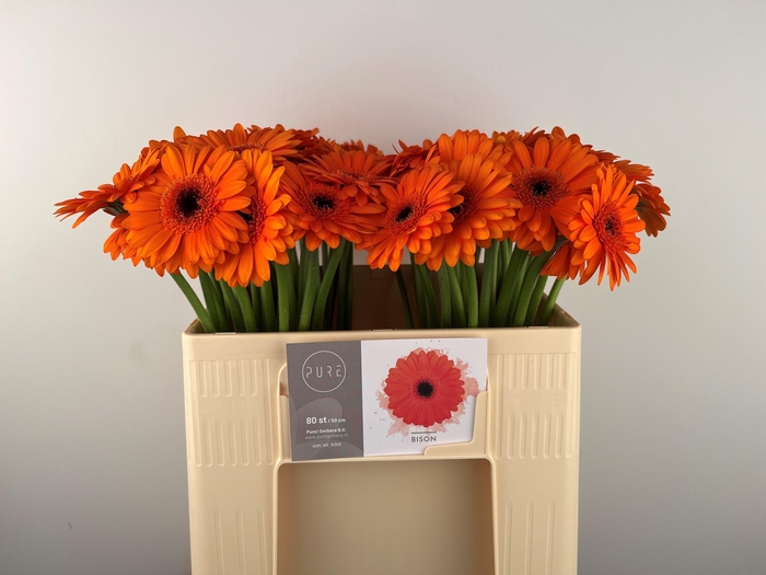 <h4>GE MI BISON</h4>