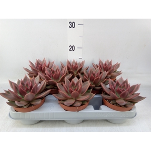 Echeveria   ...