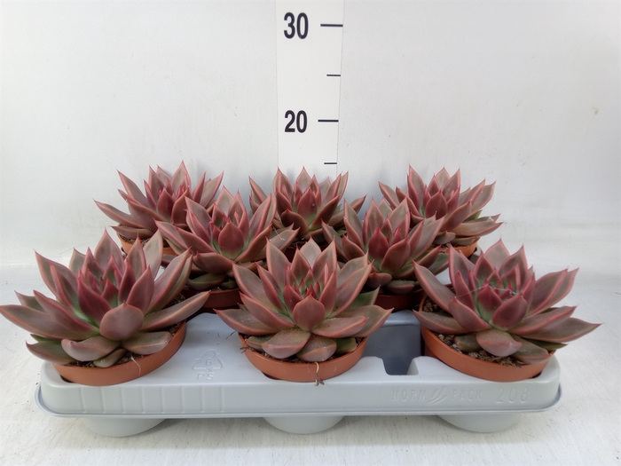 <h4>Echeveria   ...</h4>