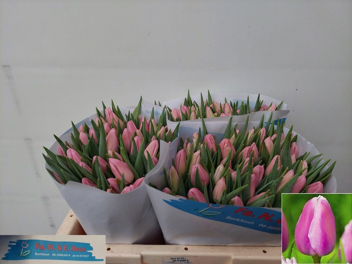 <h4>TU EN AAFKE</h4>