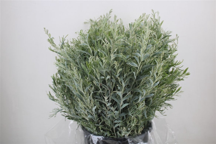 <h4>Mimosa Dennisbode P Bunch</h4>