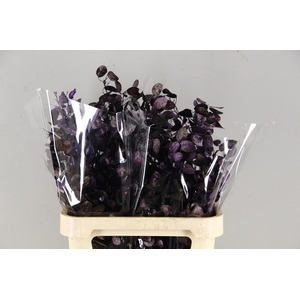 DF Lunaria Bs Purple