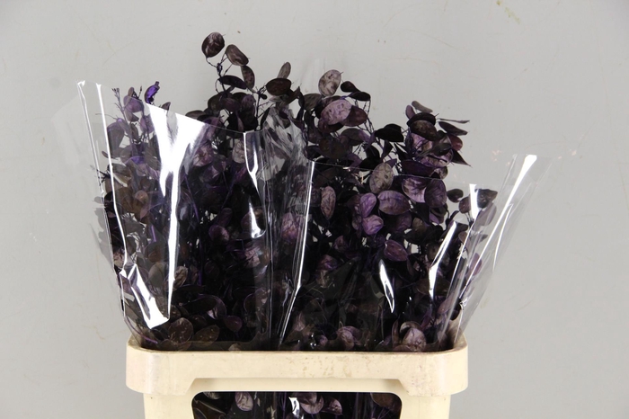 <h4>DF Lunaria Bs Purple</h4>
