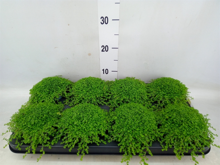 <h4>Soleirolia soleirolii   ...green</h4>