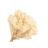 Broom Bloom White Bleached