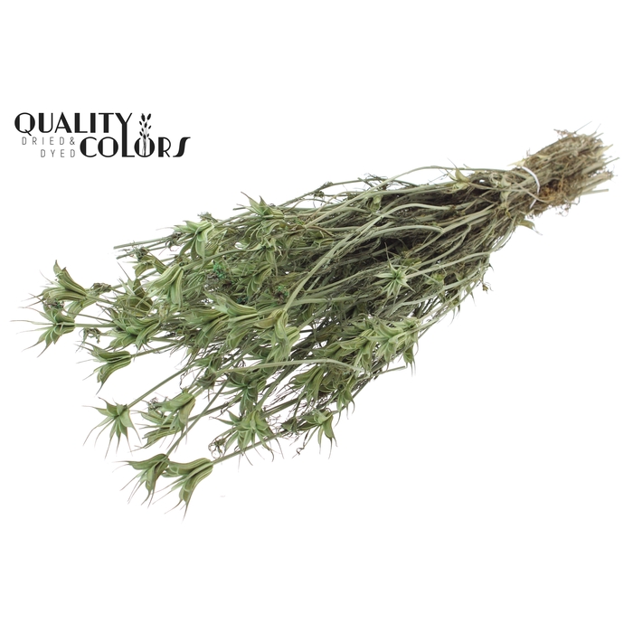 <h4>Nigella Oriëntalis per bunch Frosted Mint</h4>