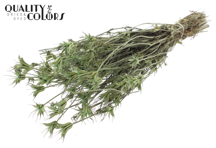<h4>Nigella Oriëntalis per bunch Frosted Mint</h4>