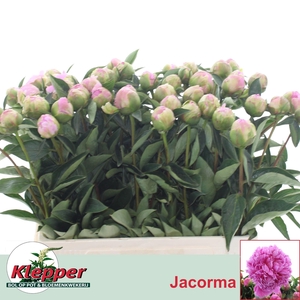PAEO L JACORMA