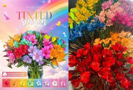 <h4>ALSTROEMERIA ASSORTED SELECT TINTED</h4>