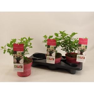 HYDR PANICULATA