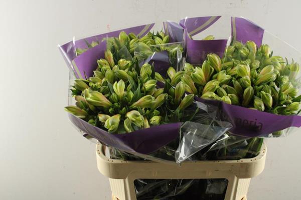 <h4>Alstr Pernilla (wit) Nieuw Xx</h4>