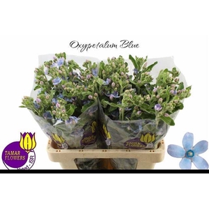 OXY CO TAN PURE BLU