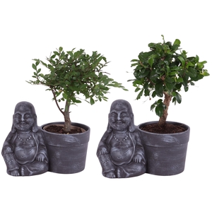 Bonsai Indoor Mix Ø09cm Ball Shape in Ceramic Buddha Ø19cm